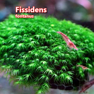 Fissidens fontanus